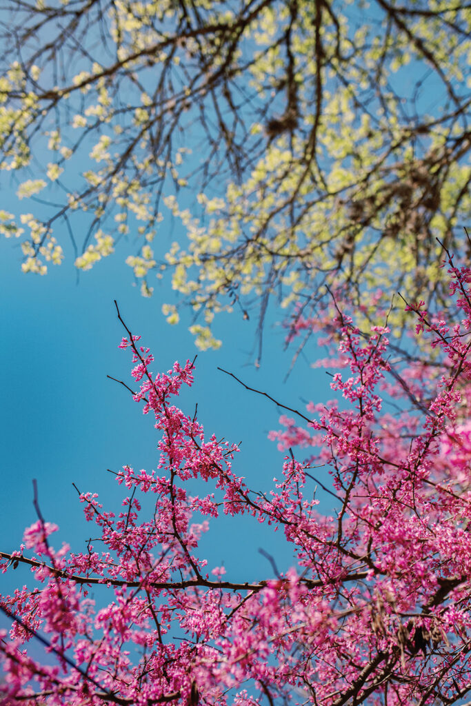 Tree blossoming